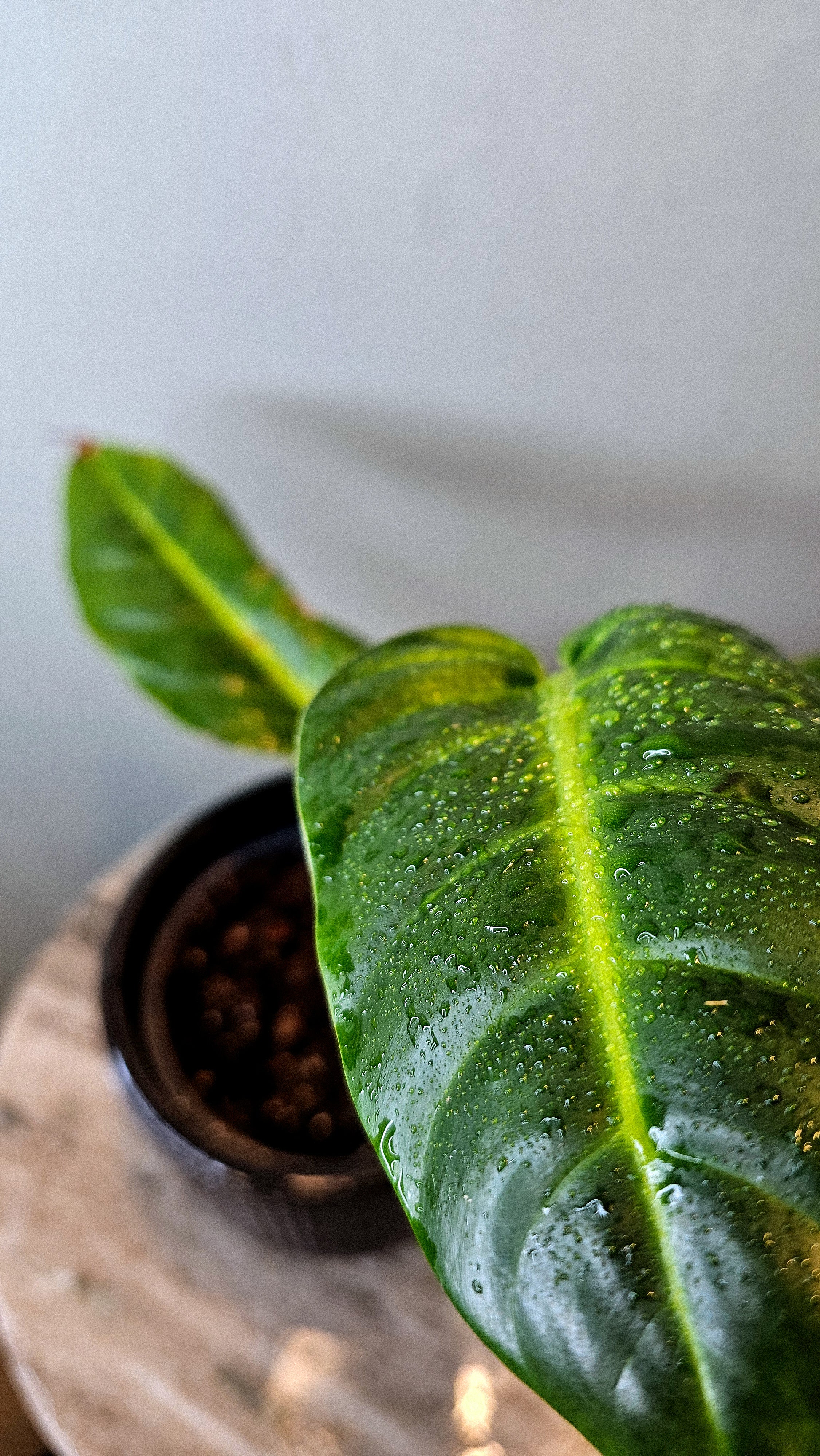 Philodendron Subhastatum Ecuagenera