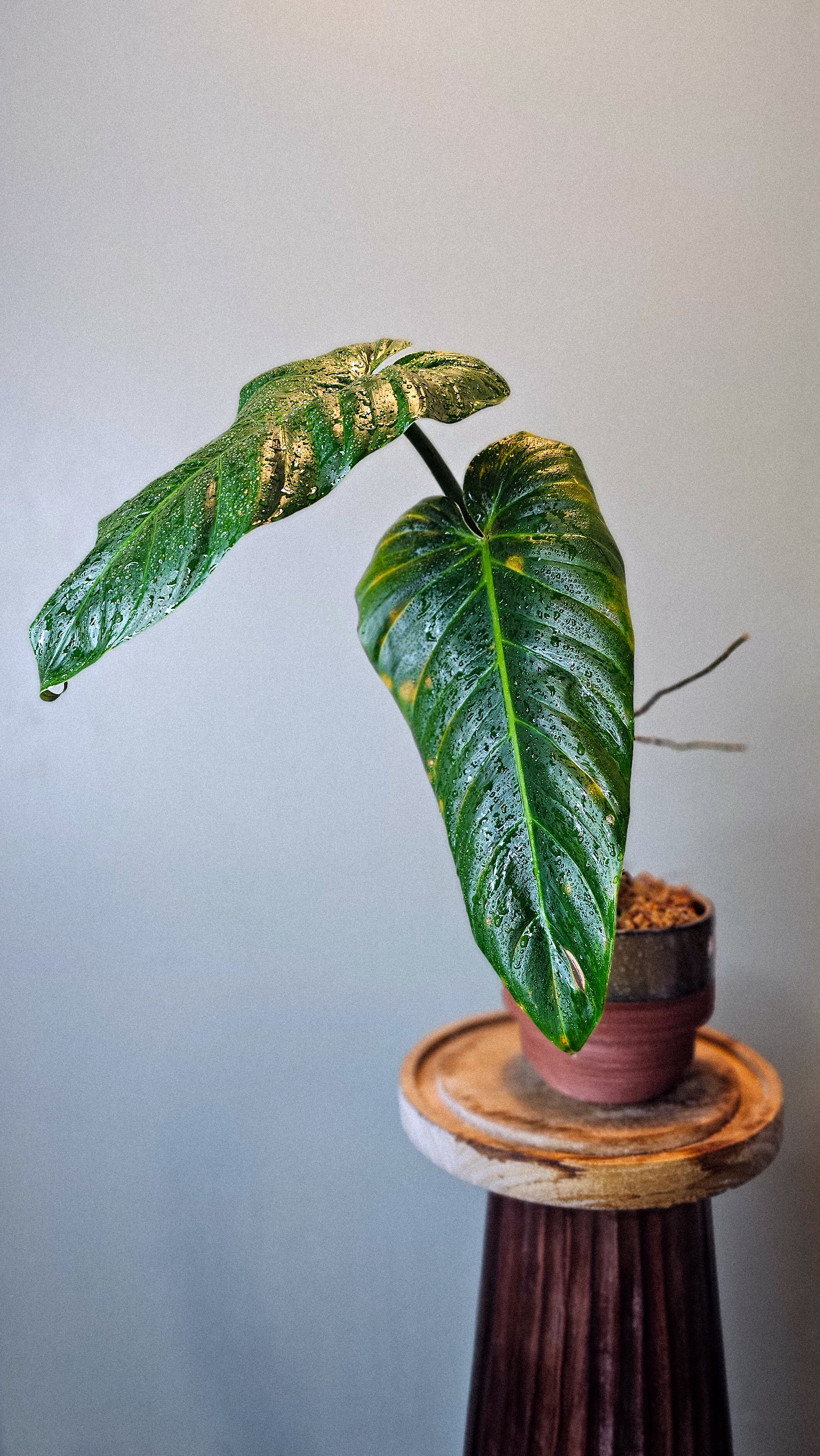 Philodendron Subhastatum Equagenera (WP11)