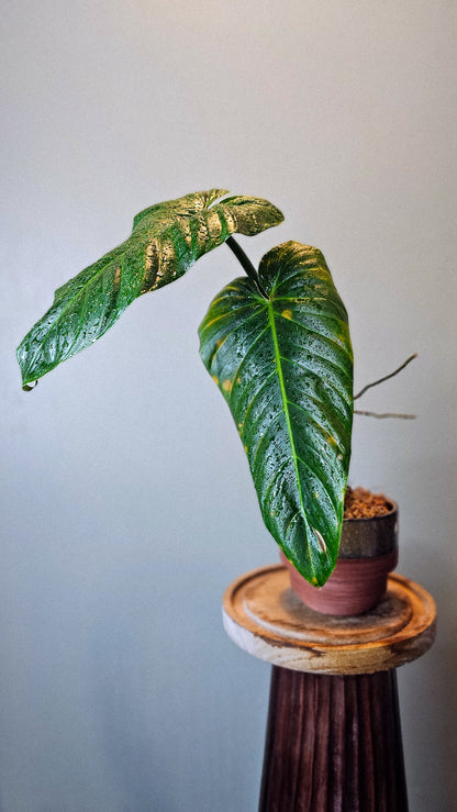 Philodendron Subhastatum Equagenera (WP11)