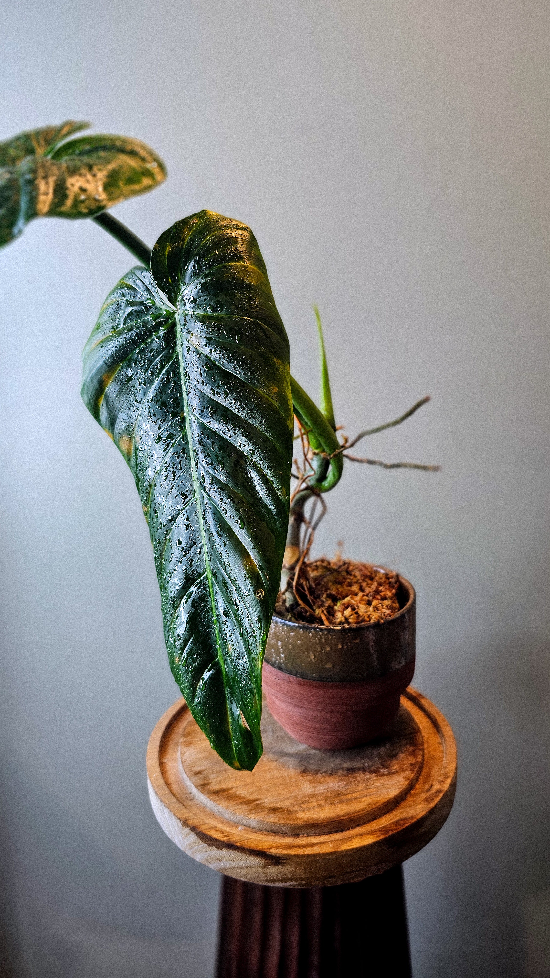 Philodendron Subhastatum Equagenera (WP11)