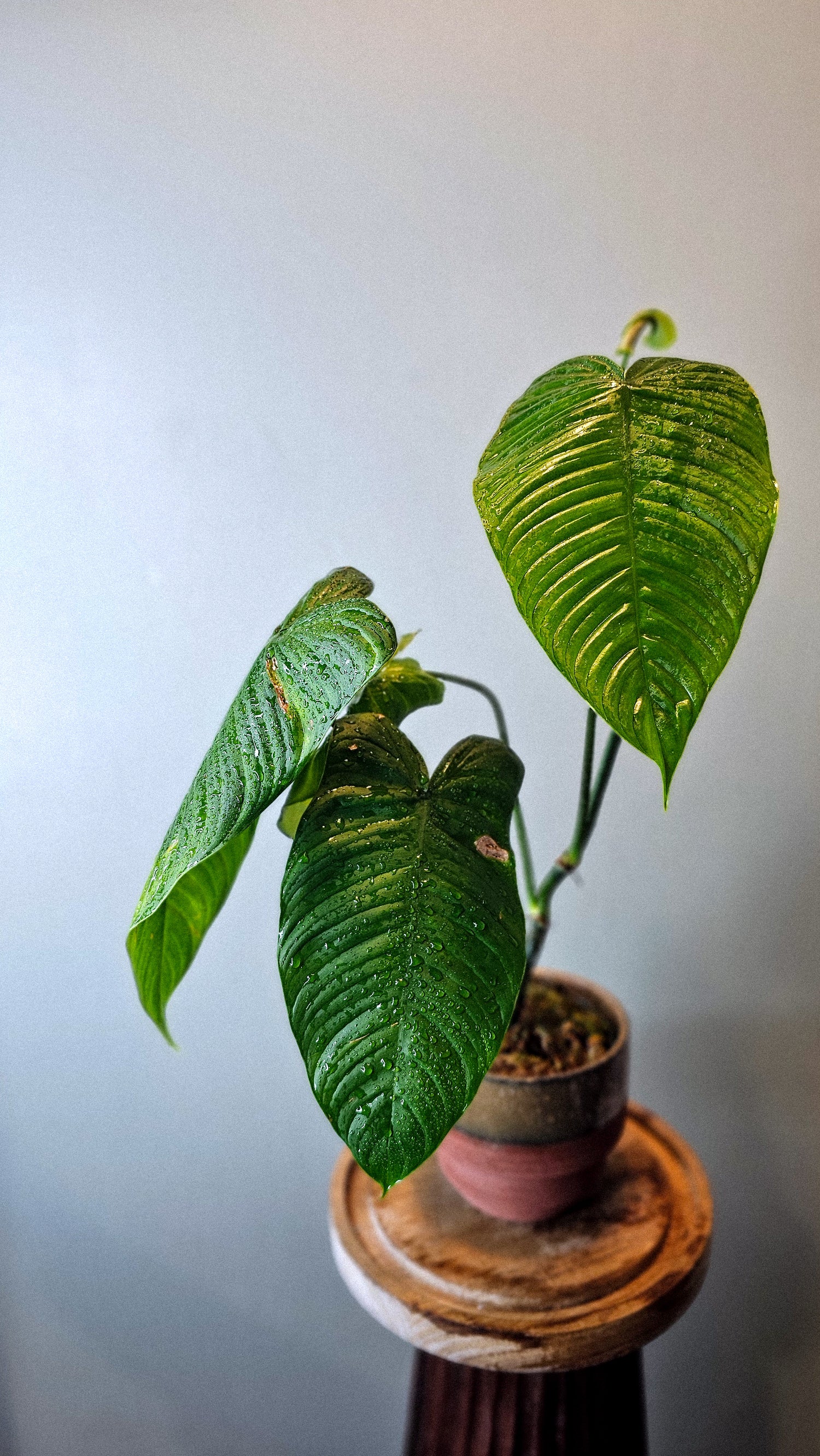 Philodendron tenue (WP12)