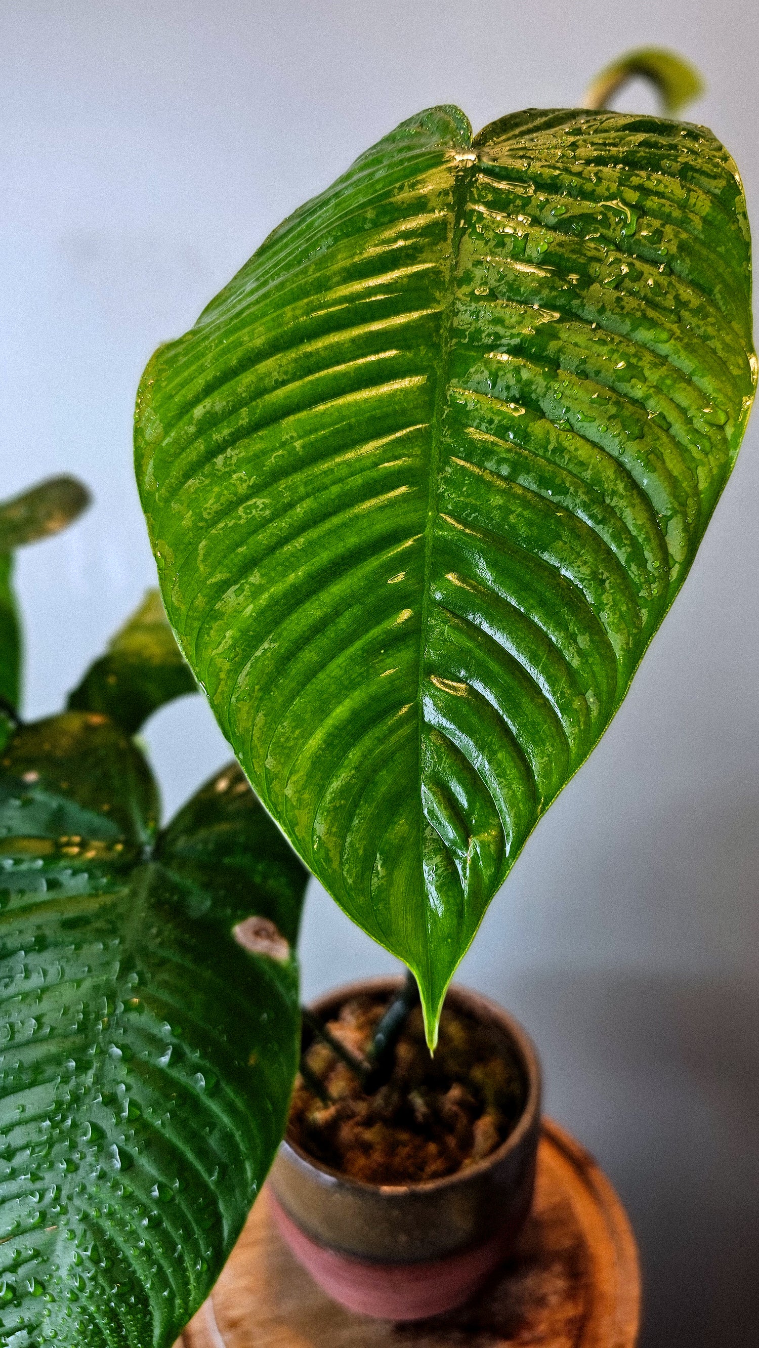 Philodendron tenue (WP12)