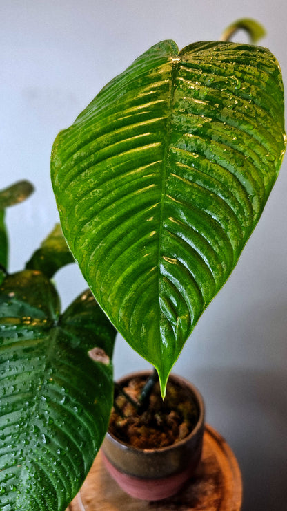 Philodendron tenue (WP12)