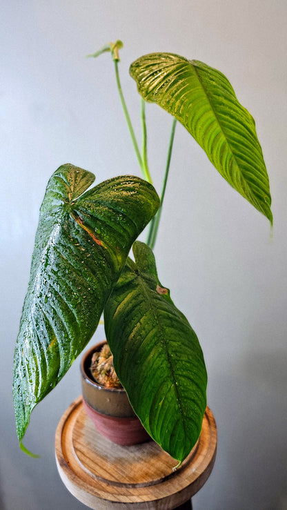 Philodendron tenue (WP12)