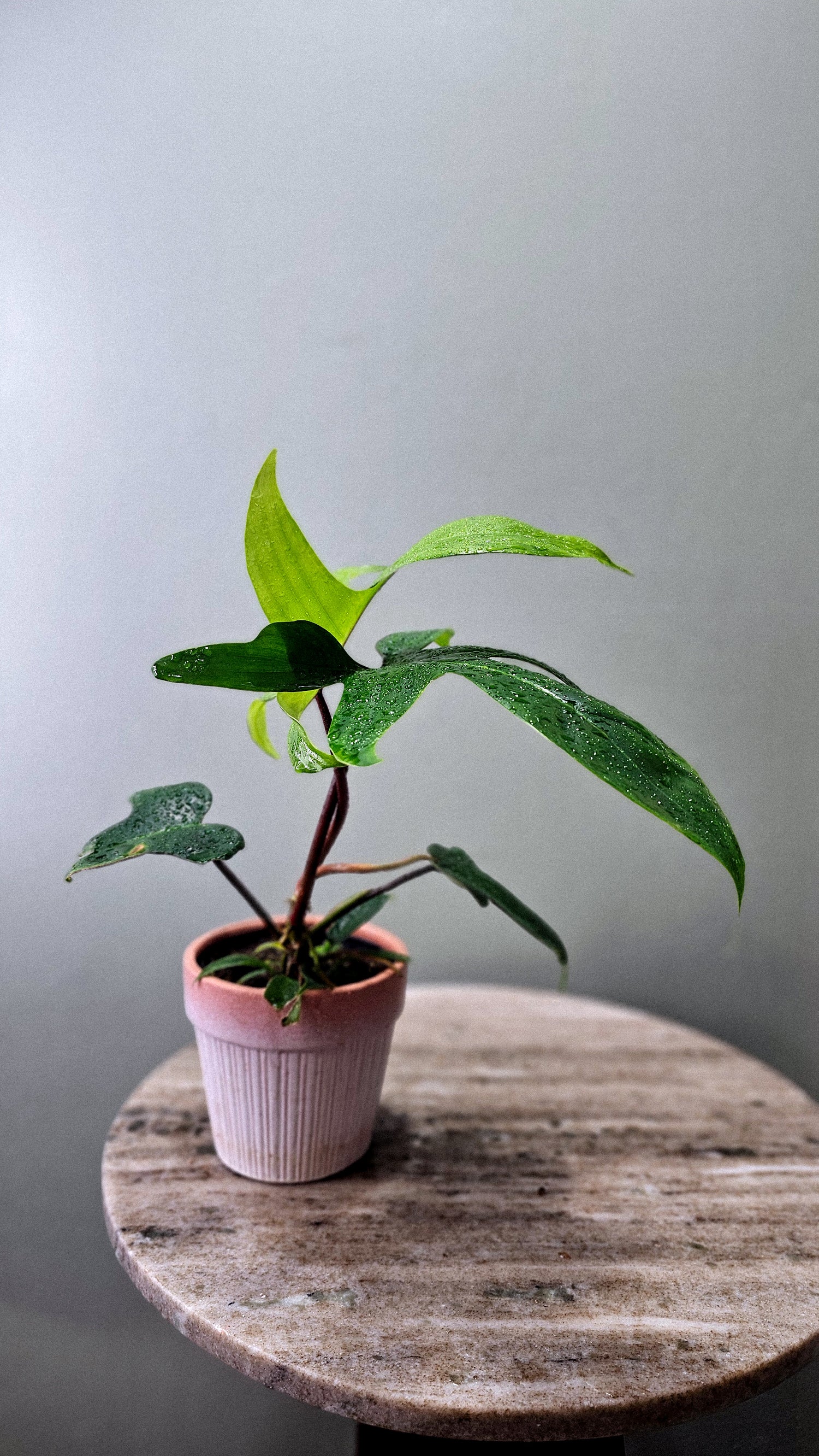 Philodendron Oak Leaf  4&quot;