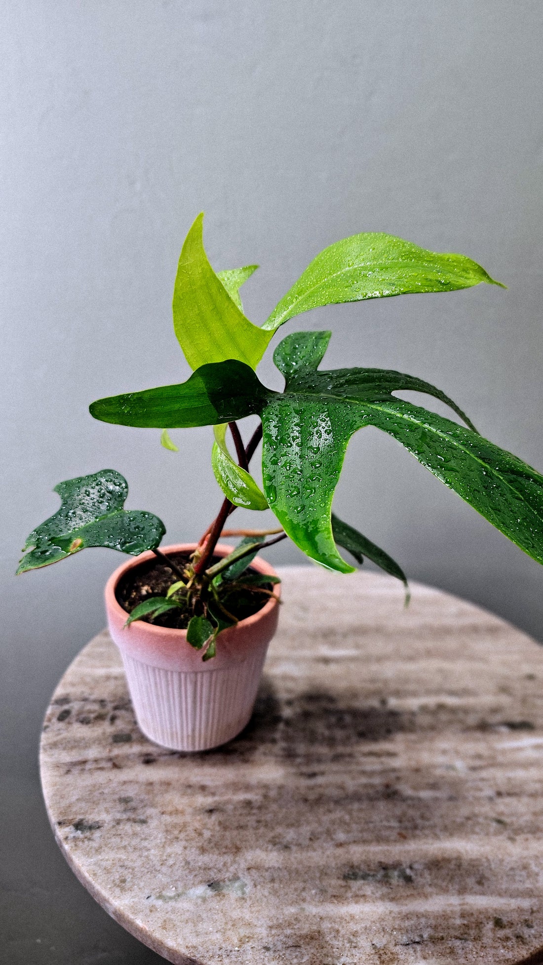 Philodendron Oak Leaf  4&quot;