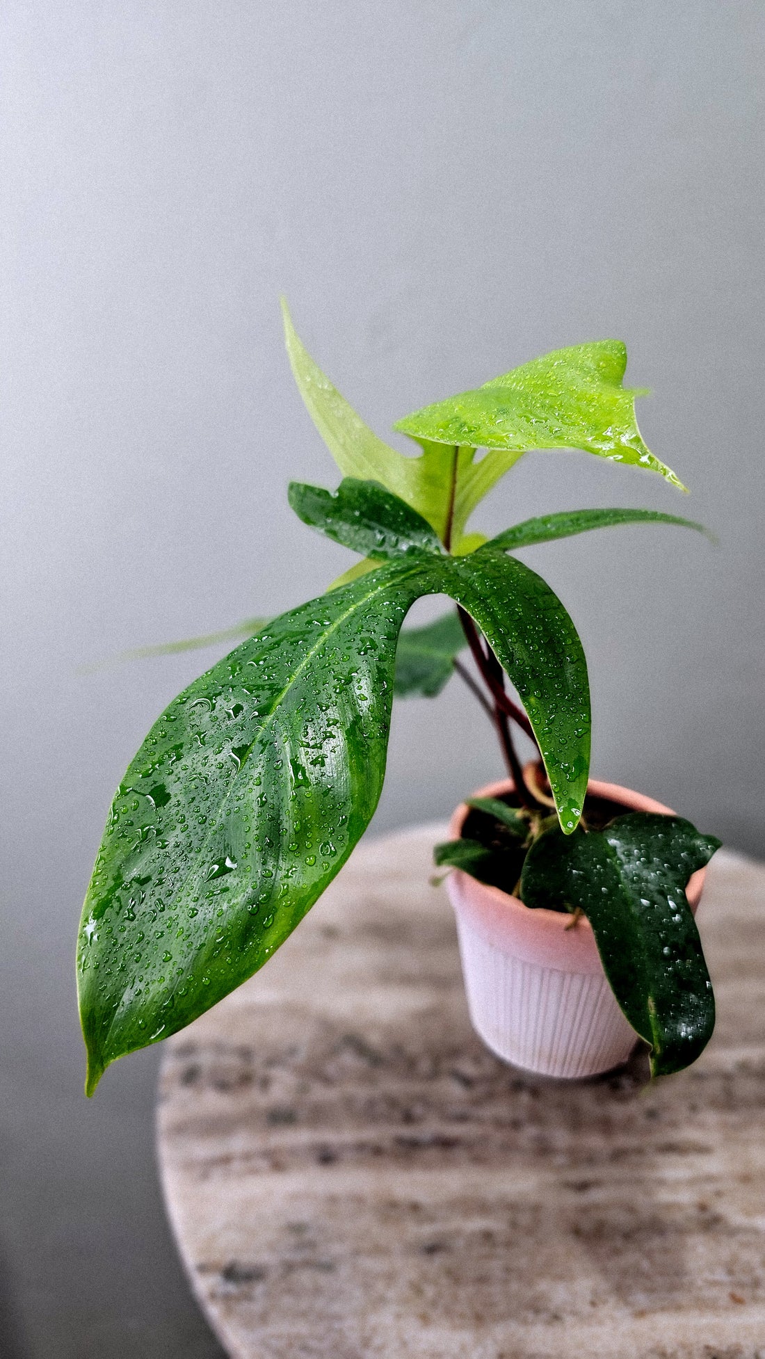 Philodendron Oak Leaf  4&quot;