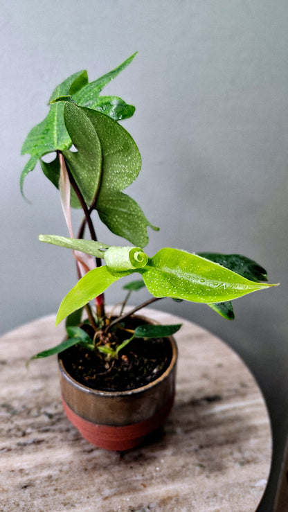 Philodendron Oak Leaf  4&quot;