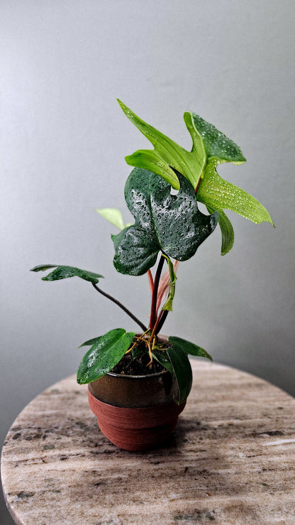 Philodendron Oak Leaf  4&quot;