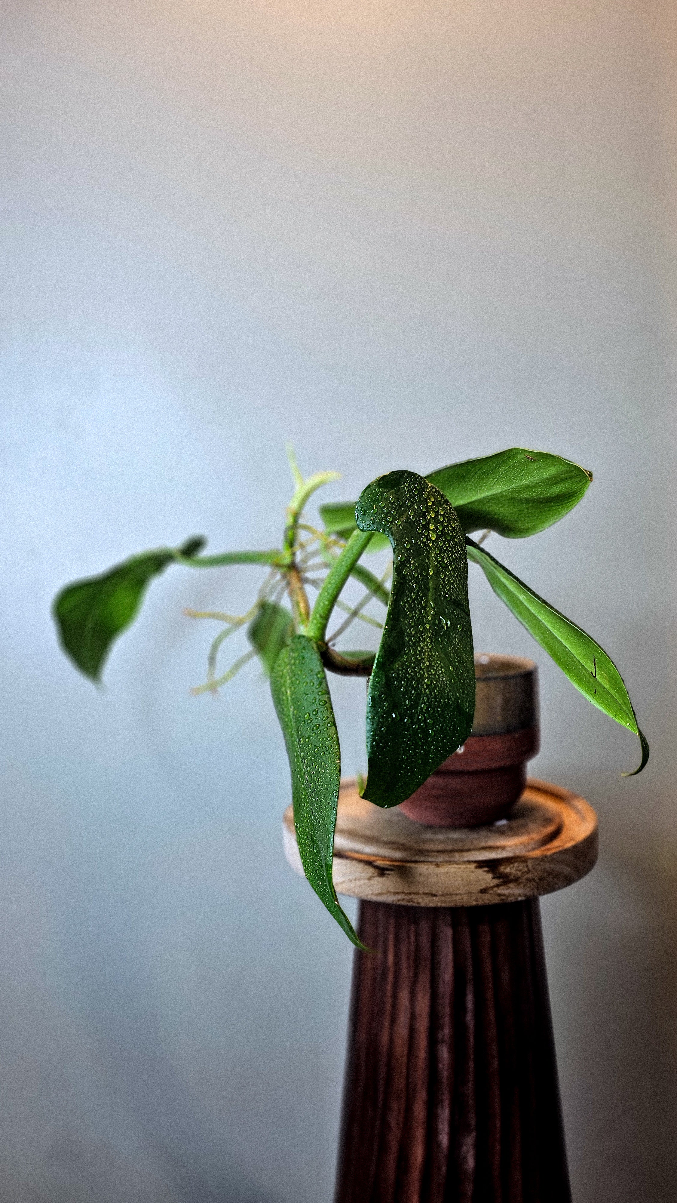 Philodendron panduriforme