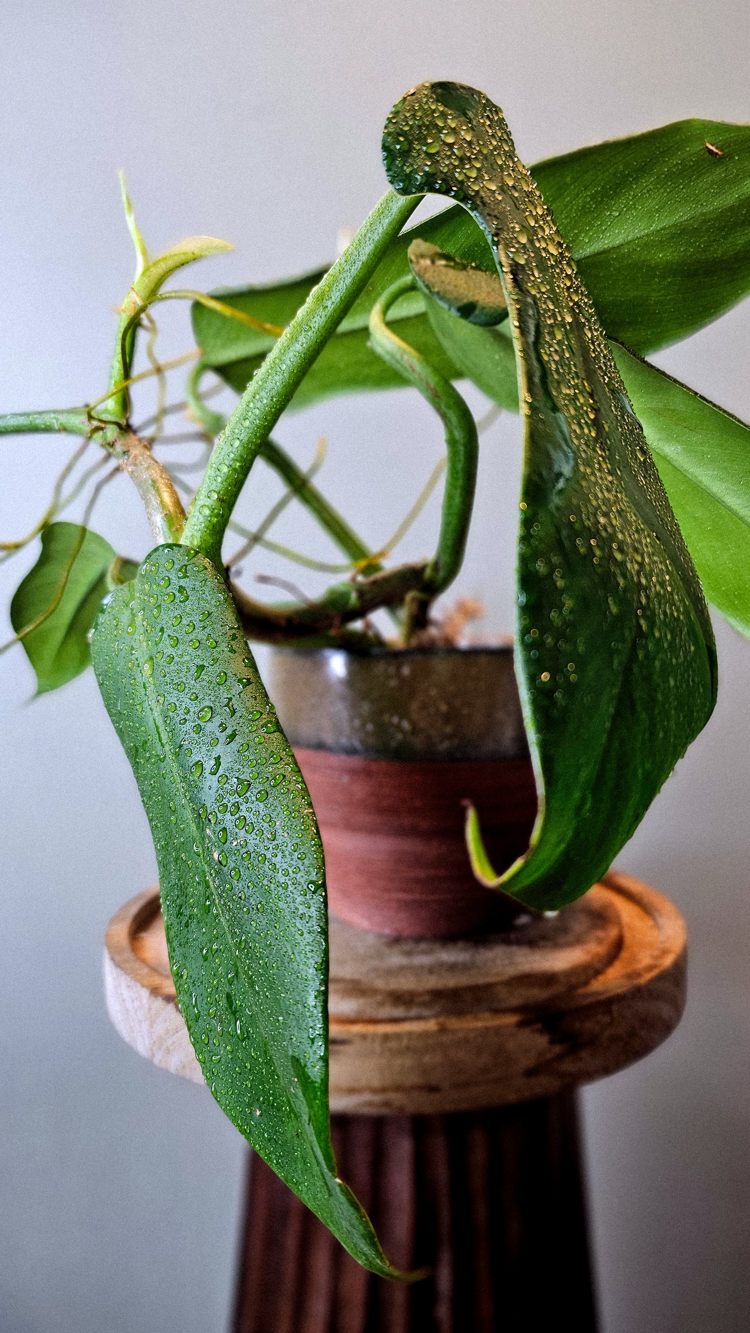Philodendron panduriforme