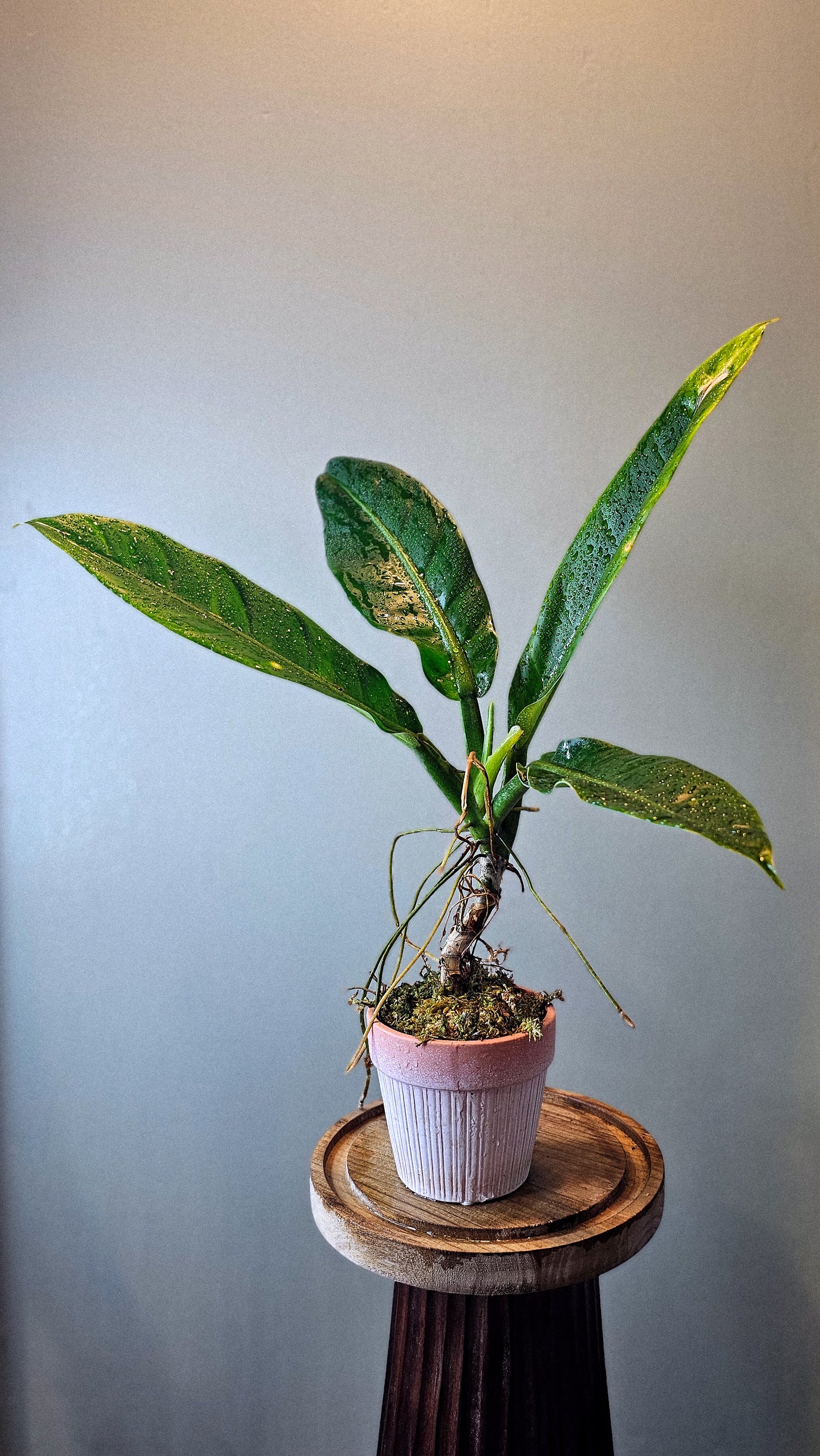 Philodendron pseudauriculatum