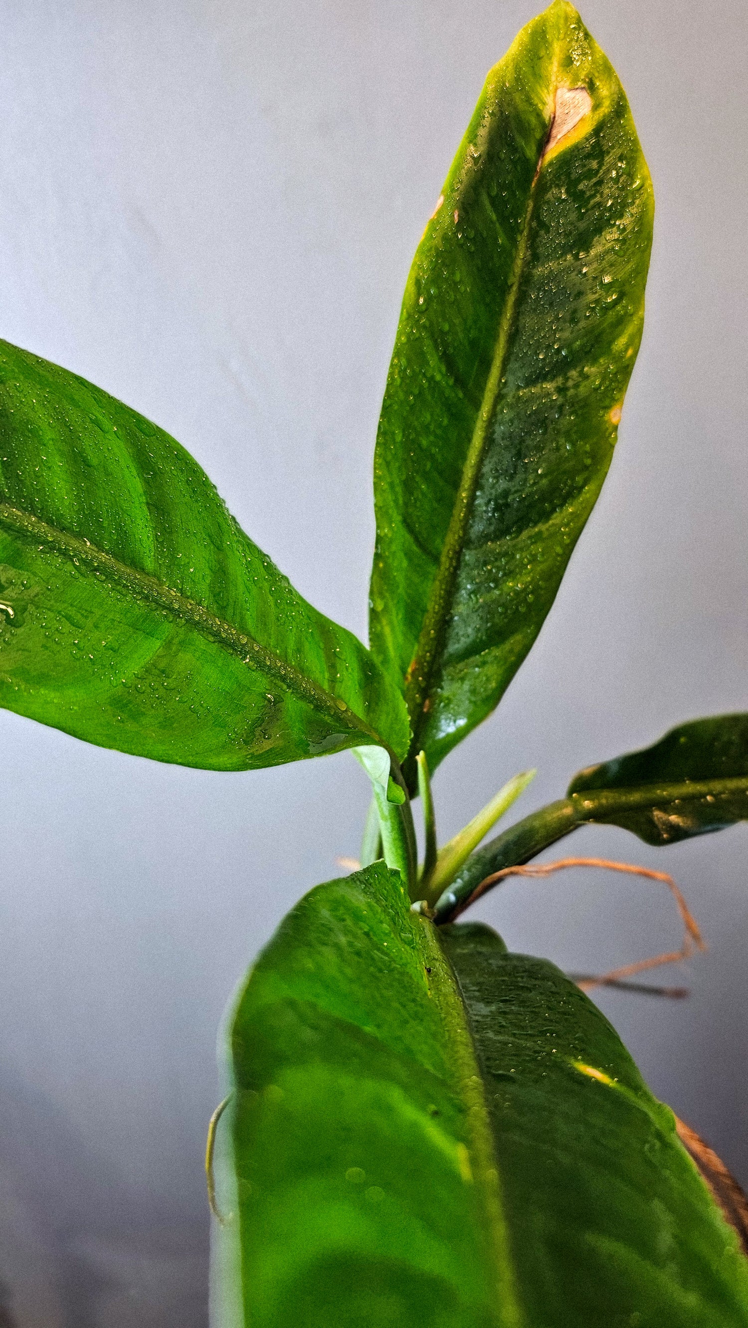 Philodendron pseudauriculatum