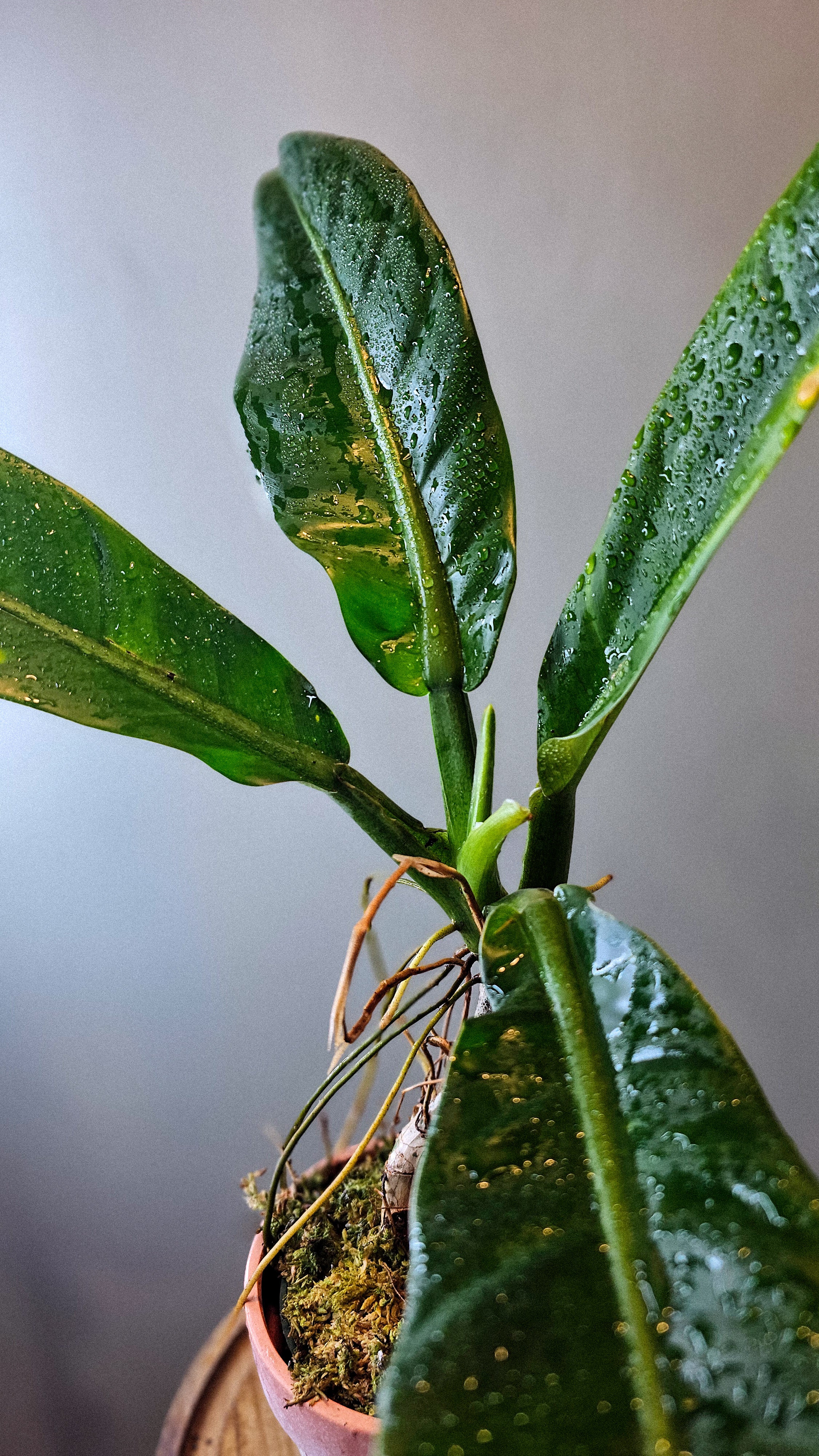 Philodendron pseudauriculatum