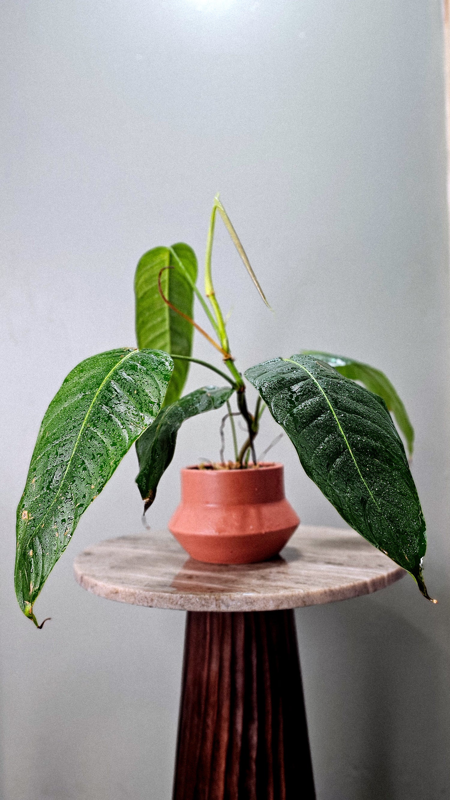 Philodendron scherberichii x patriciae