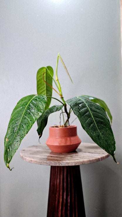 Philodendron scherberichii x patriciae