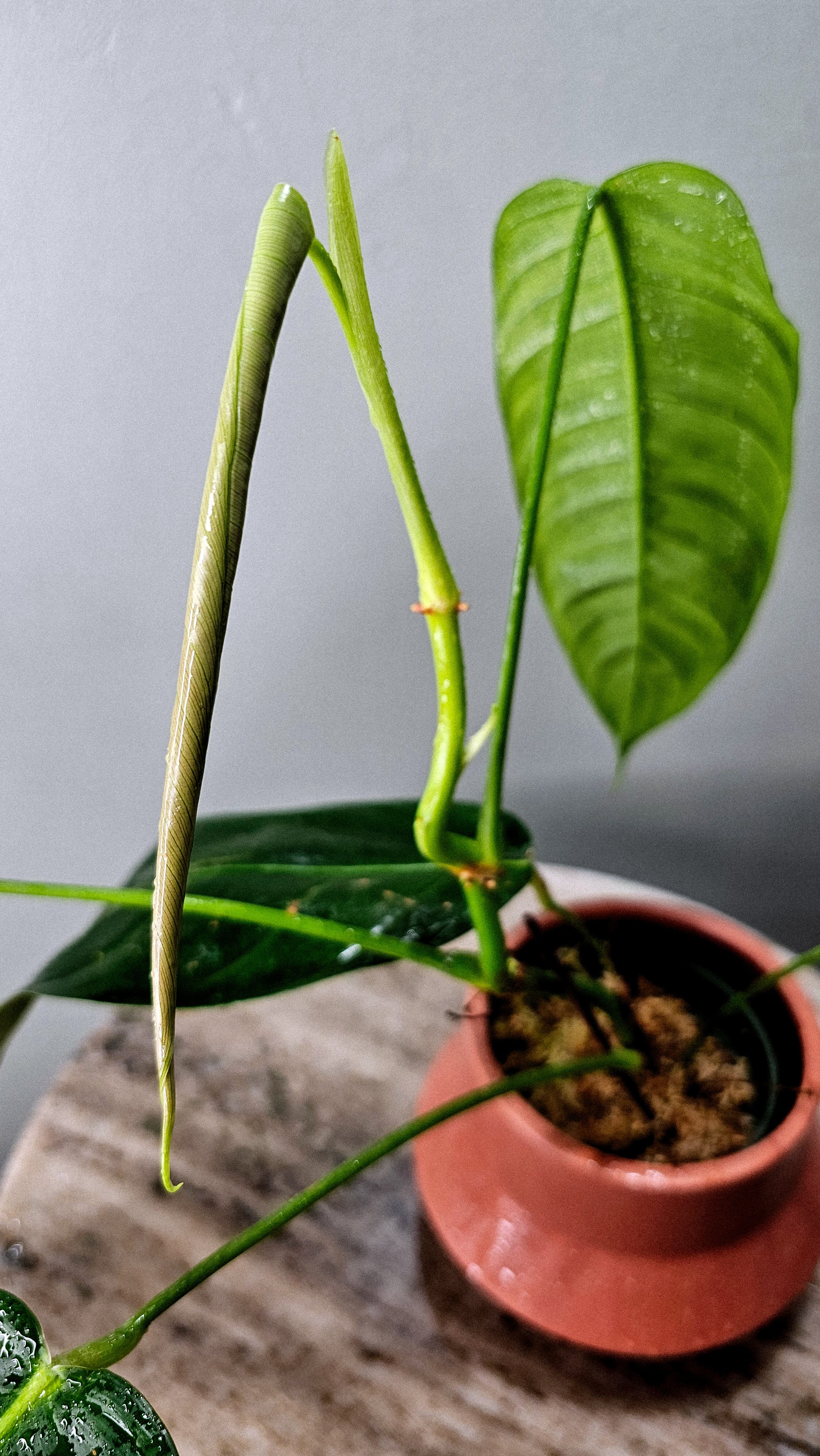 Philodendron scherberichii x patriciae