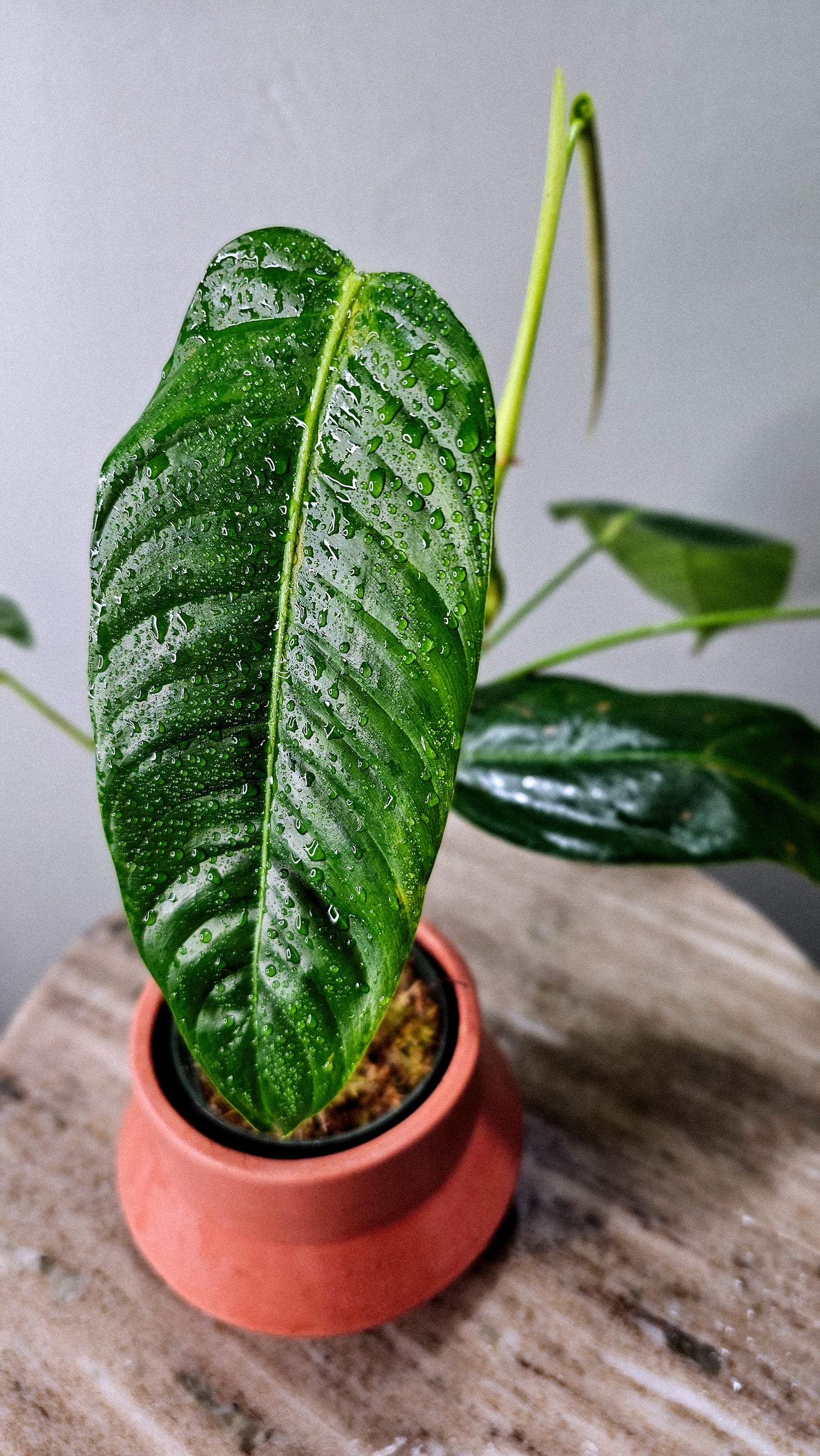 Philodendron scherberichii x patriciae