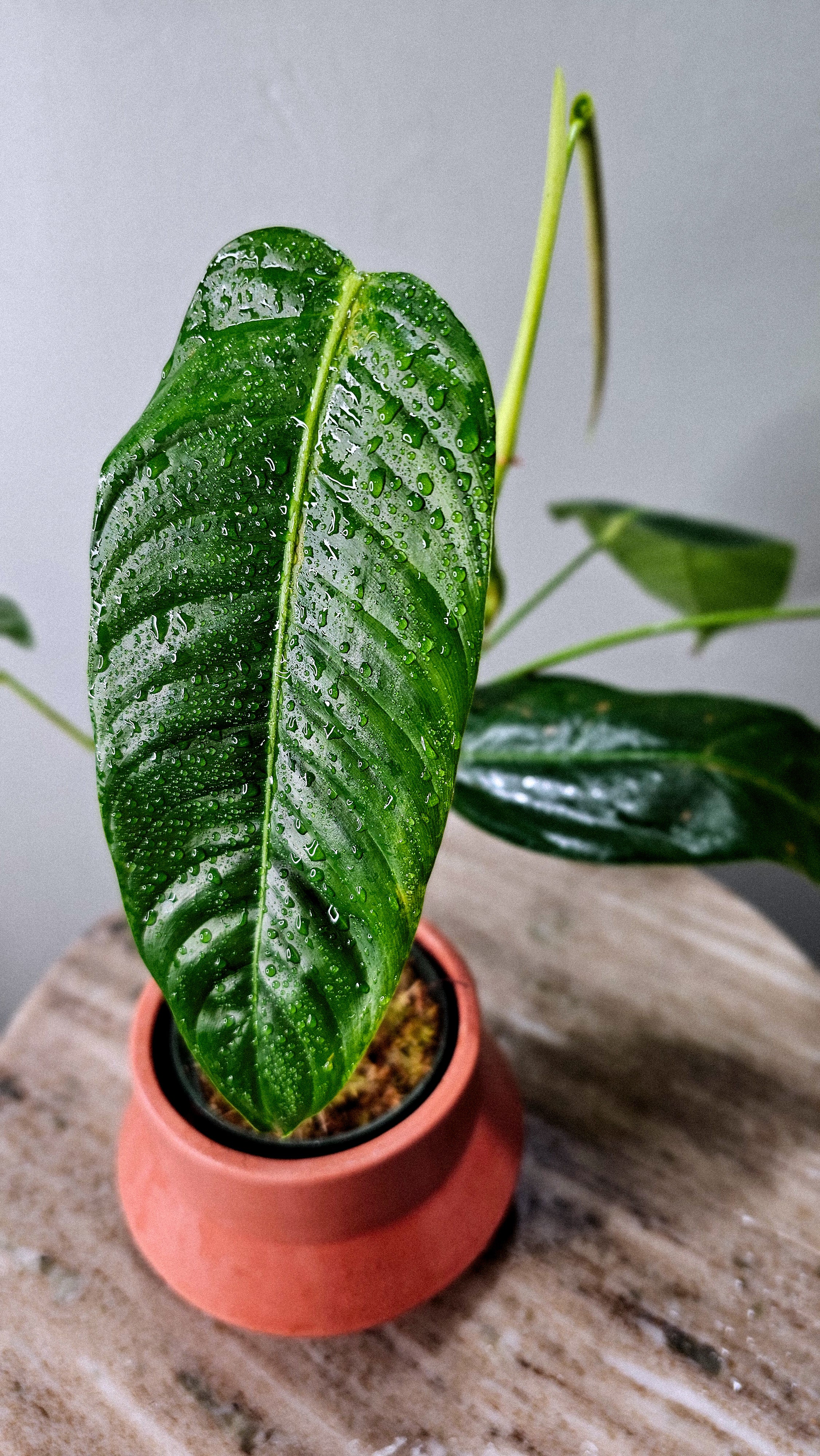 Philodendron scherberichii x patriciae
