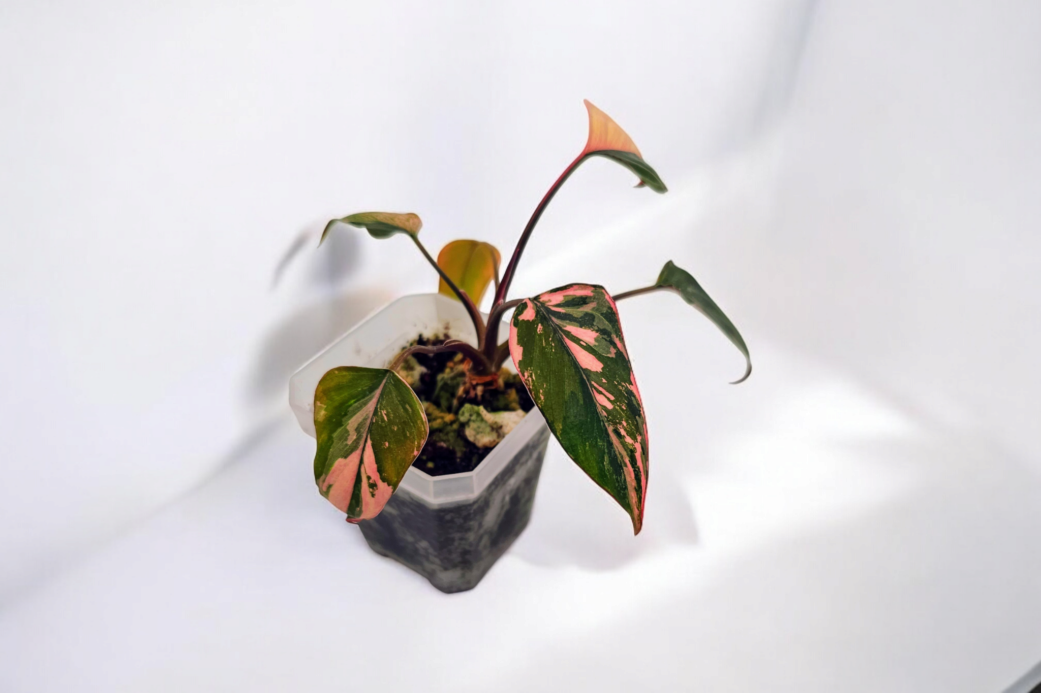 Homalomena Pink Diamond