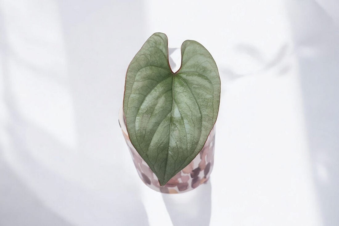 Anthurium sp. Peru Silver