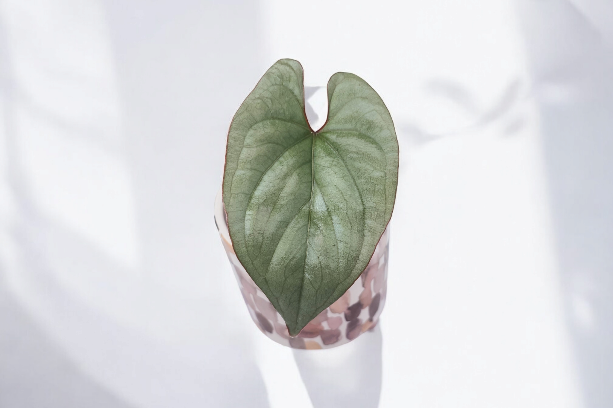 Anthurium sp. Peru Silver