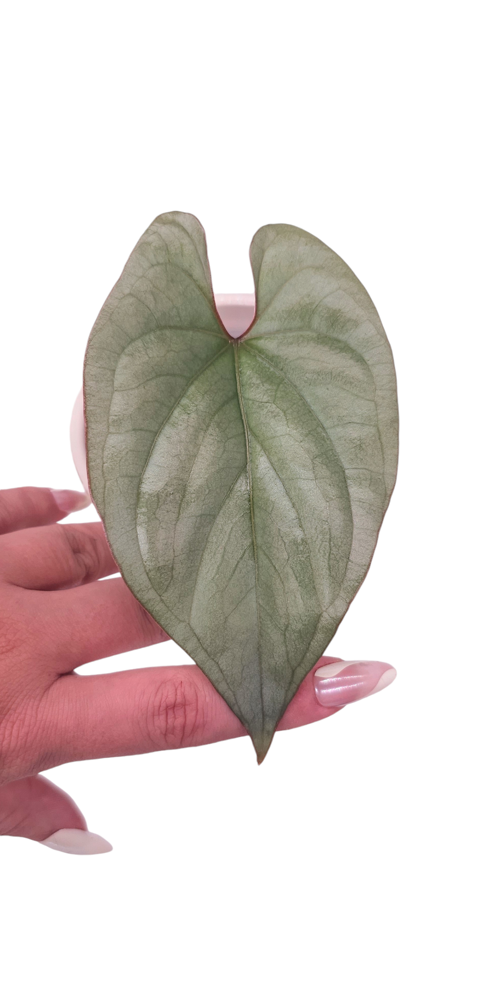 Anthurium sp. Peru Silver