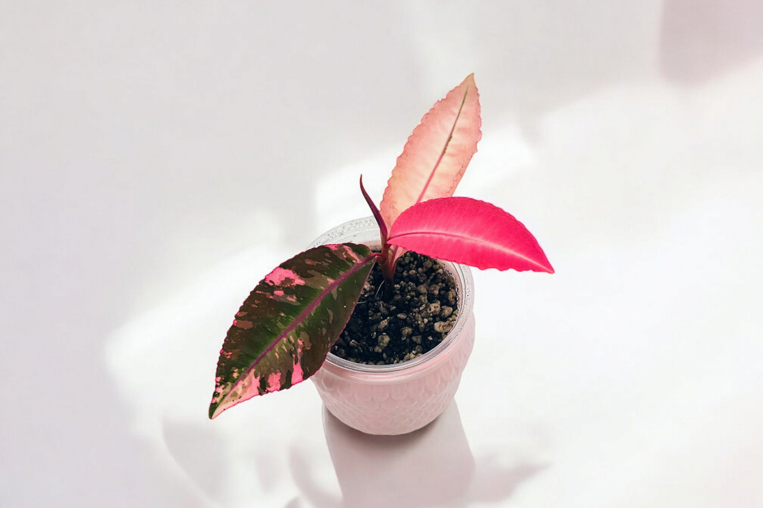 Labisia Pink Variegated