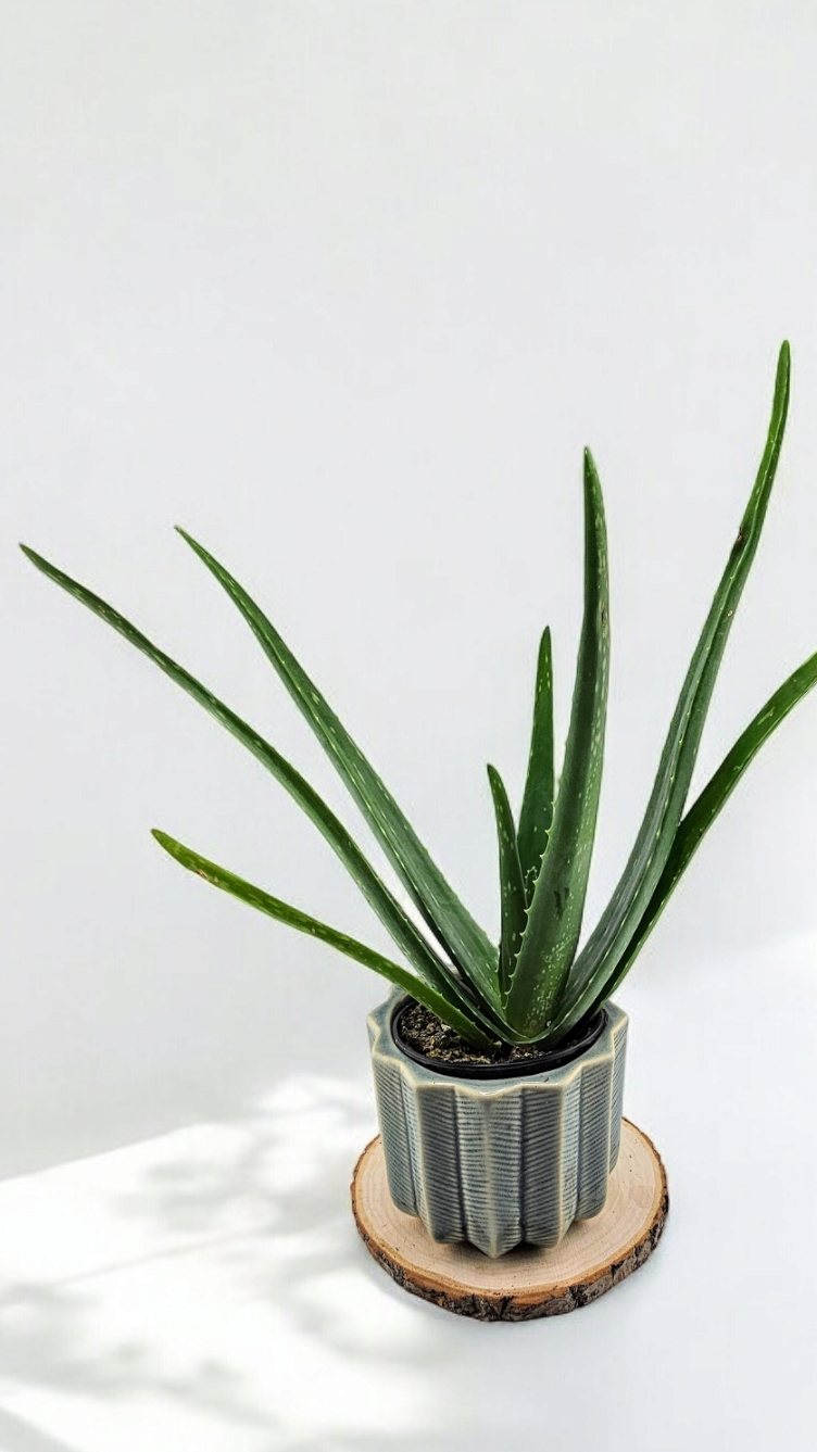 Aloe Vera 4&quot;