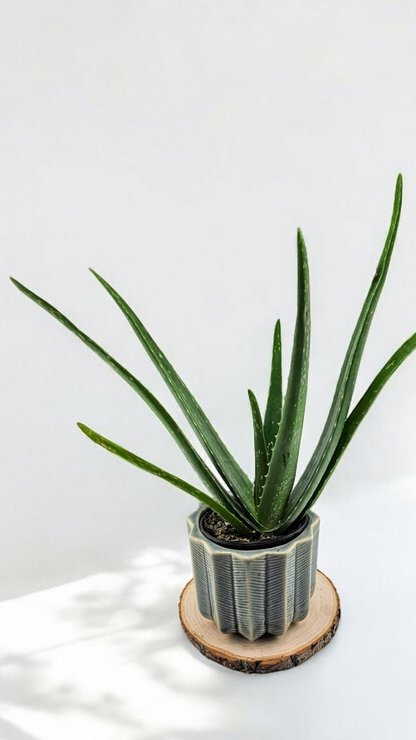 Aloe Vera 4&quot;