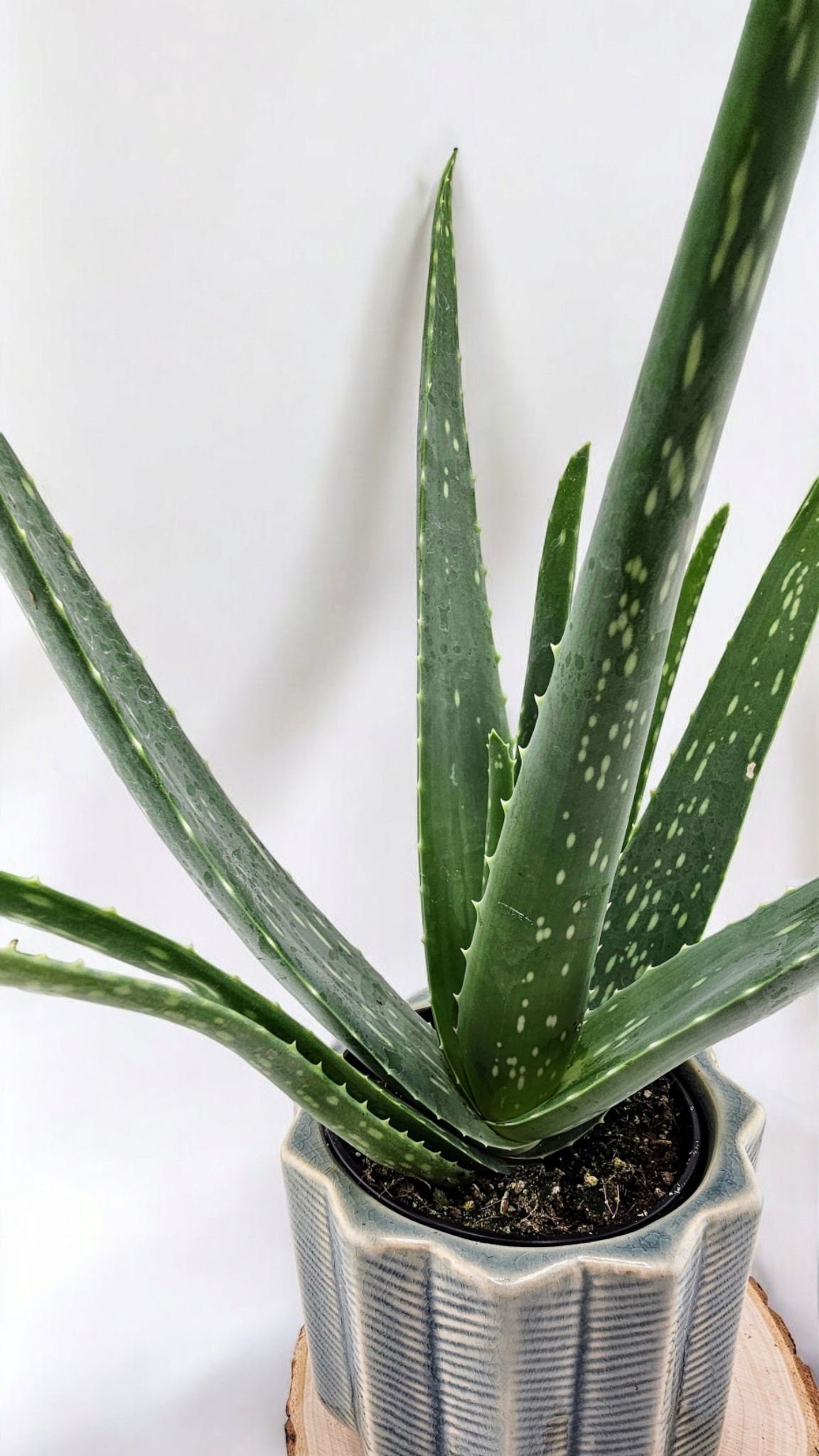 Aloe Vera 4&quot;