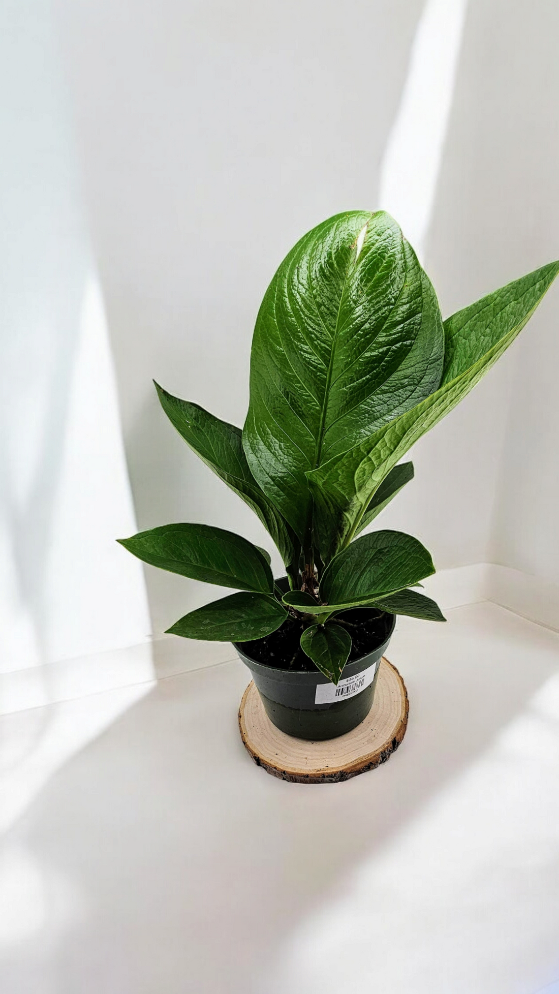 Anthurium Jungle