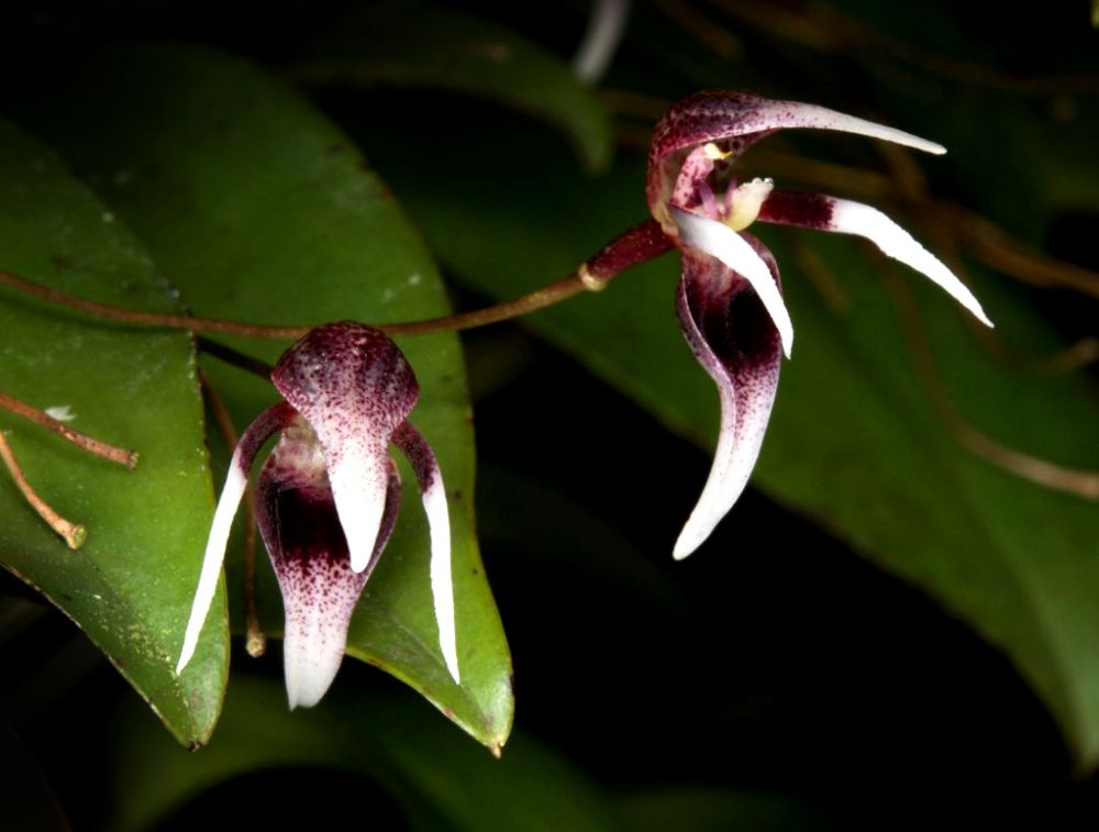 Pleurothallis condorensis