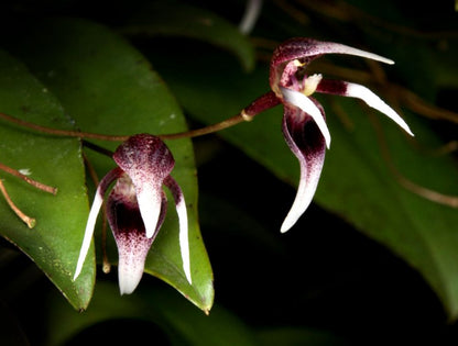 Pleurothallis condorensis