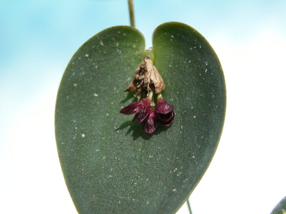 Pleurothallis nipterophylla