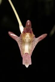 Porroglossum dalstroemii