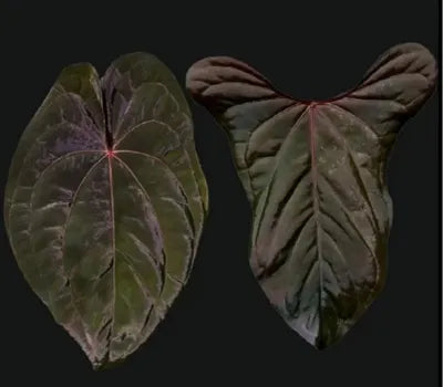 Anthurium Red &amp; Dark Pheonix X Sweetheart
