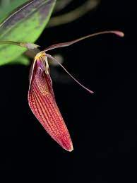 Restrepia elegans Camila