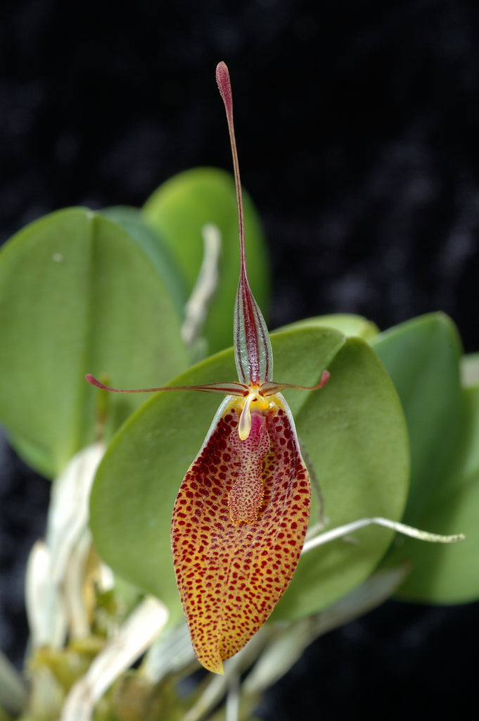 Restrepia tsubotae