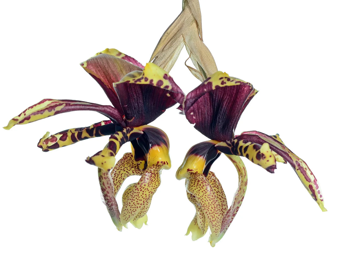 Stanhopea tigrina seedling