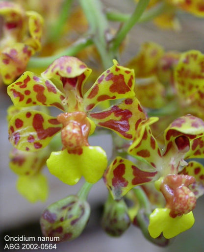 Trichocentrum nanum