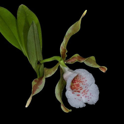 Tricophilia tortilis seedling