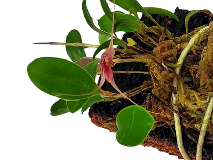 Stellamaris Pergrata