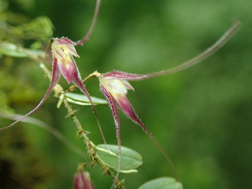 Trichosalpinx chamaelepanthes