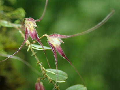 Trichosalpinx chamaelepanthes