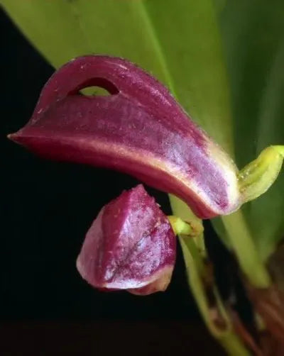 Zootrophion atropurpureum