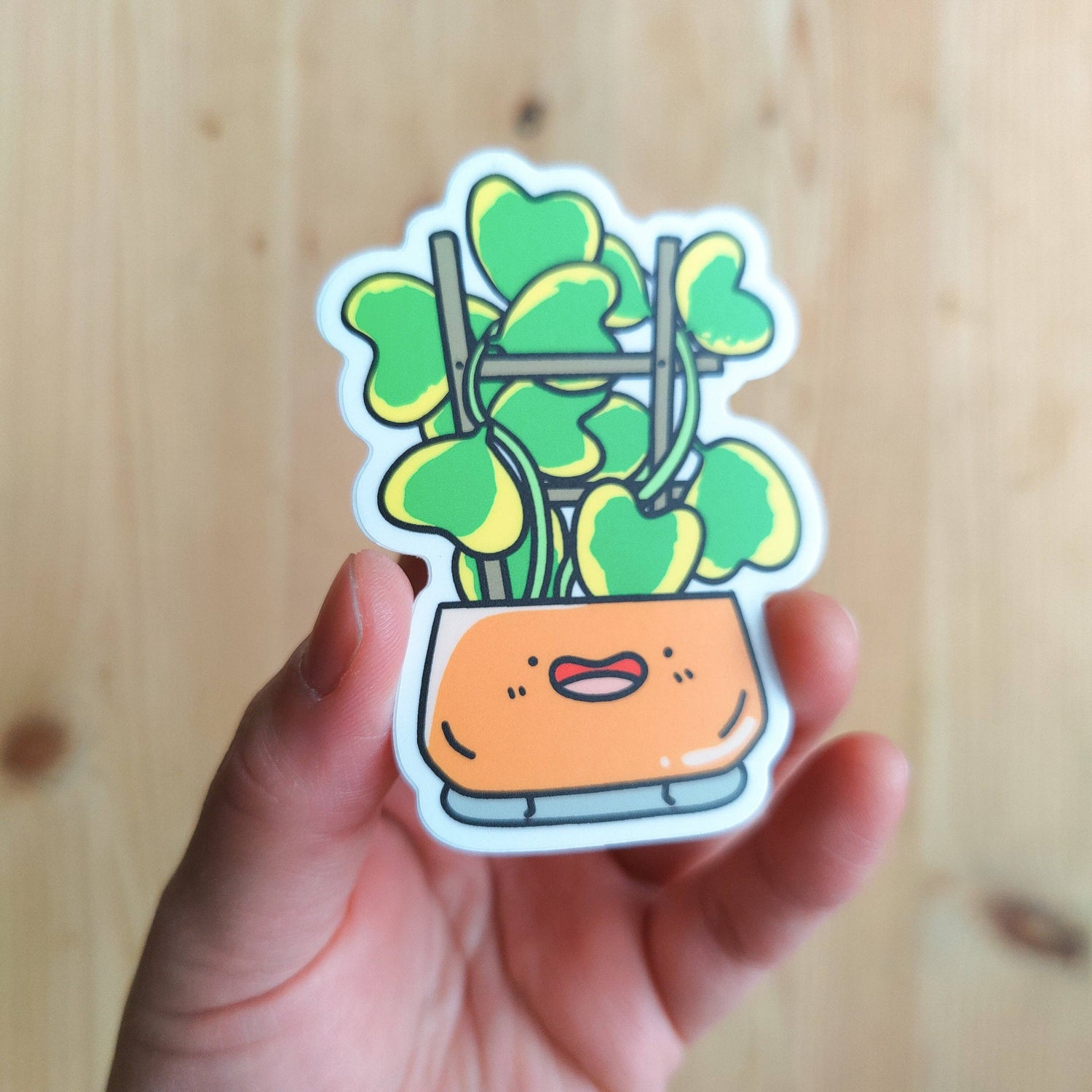 Variegated Hoya Kerrii Vinyl Sticker
