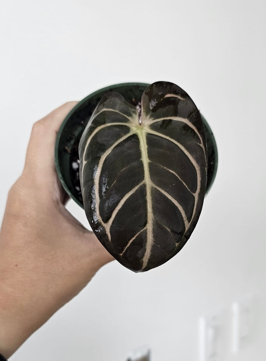 Anthurium Carlablackiae