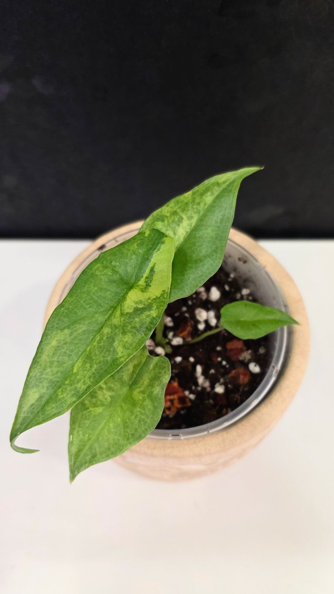 Alocasia Heterphylla Metallic Blue Aurea B