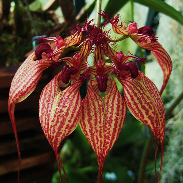 Bulbophyllum rothschildianum